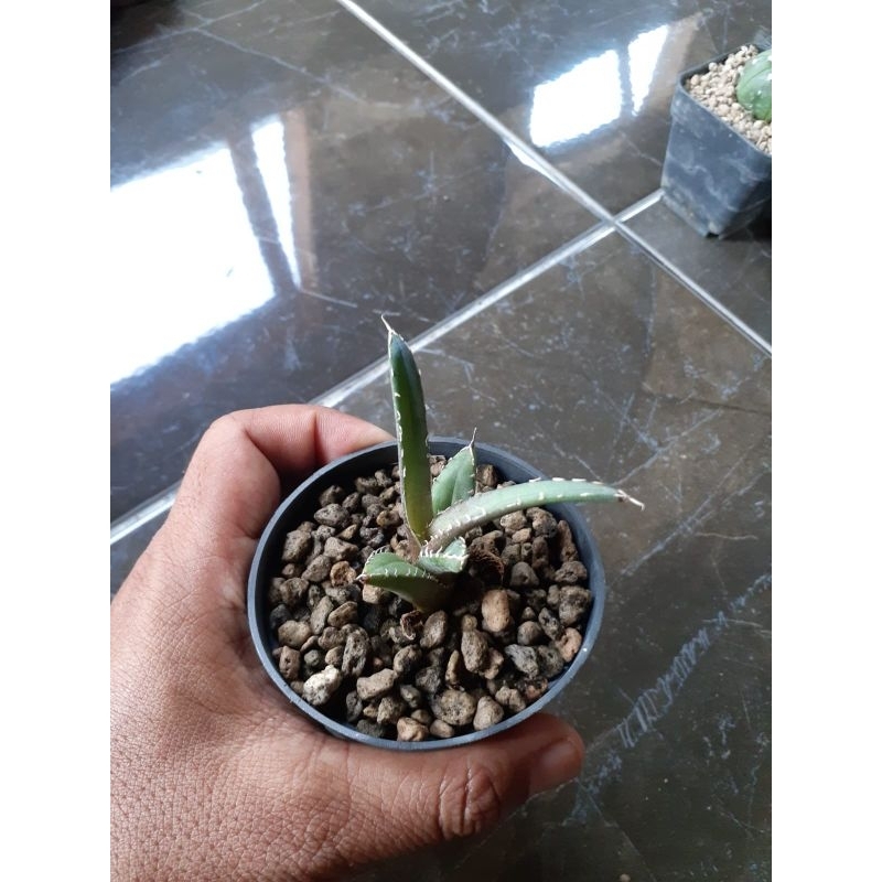 Agave titanota FO76