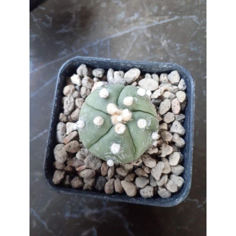 Astrophytum asterias nudum x ooibo pentagona