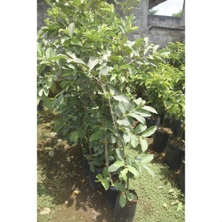 BARU BIBIT JAMBU KRISTAL/BIBIT BUAH JAMBU KRISTAL/BIBIT BUAH JAMBU/BIBIT BUAH JAMBU KRISTAL BERKUALI