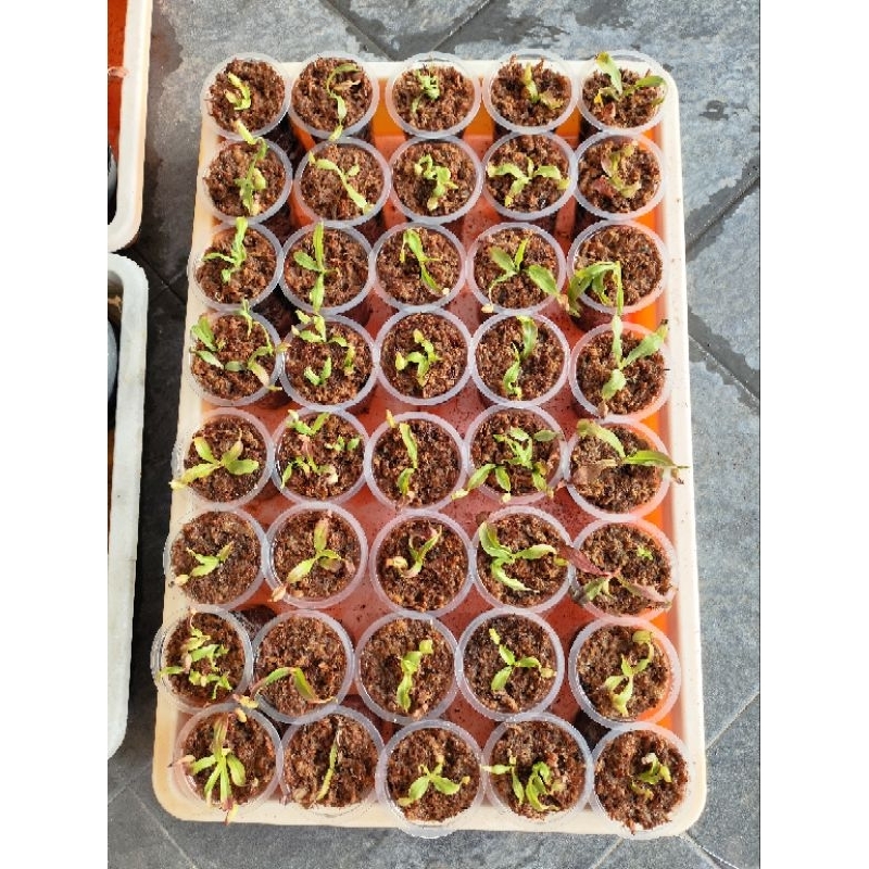 Tanaman Kantong Karnivora Semar Jumbo [Pasti Ada Kantong] Kantong Semar Pemula Tanaman Hias