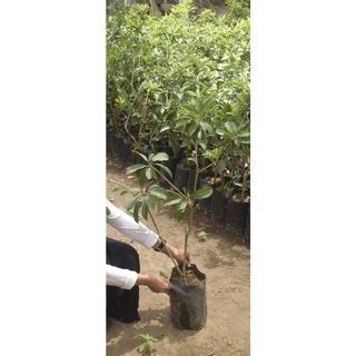 BIBIT SAWO/BIBIT BUAH SAWO/BIBIT BUAH SAWO BERKUALITAS