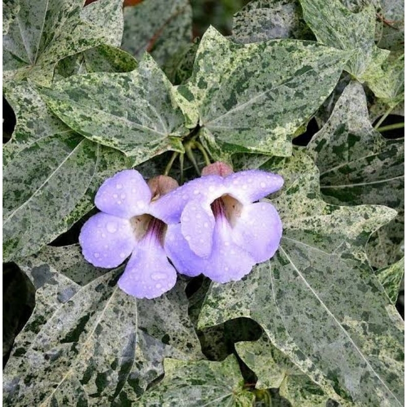 Tanaman hias Merambat Thunbergia Laurifolia Variegata