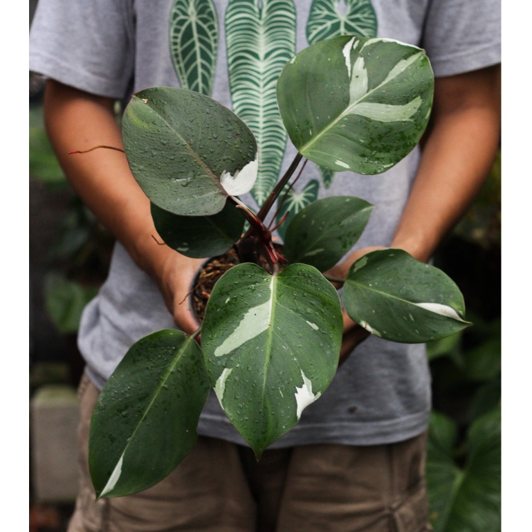 Philodendron White Knight