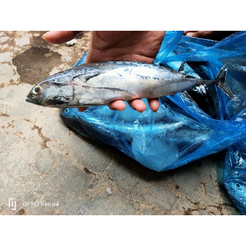 

ikan tongkol fresh