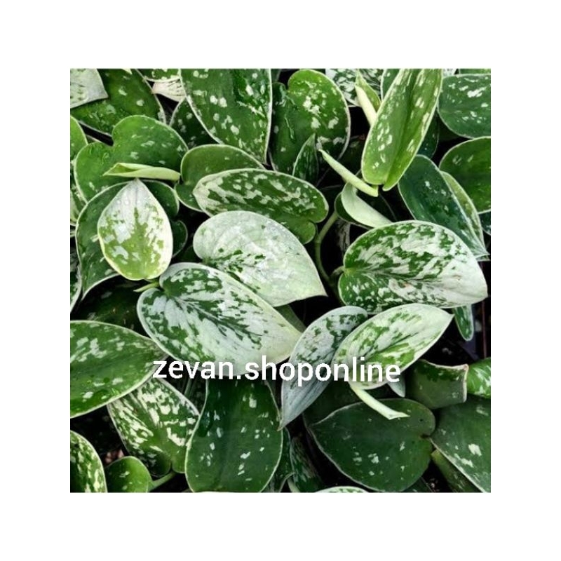 [ COD ] tanaman hias scindapsus silver anne  rimbun murah