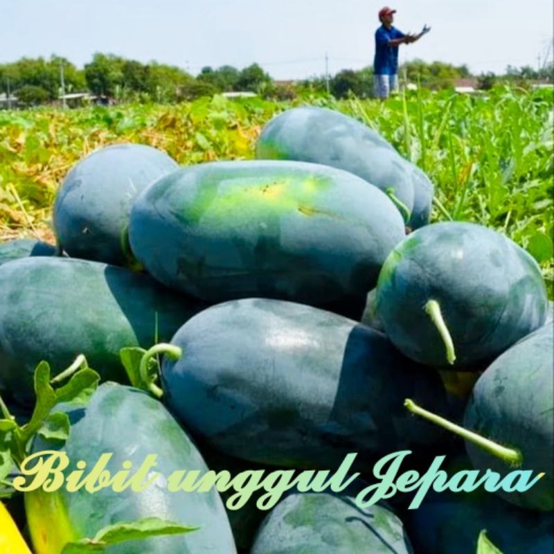 BENIH SEMANGKA INUL KUNING BERBIJI