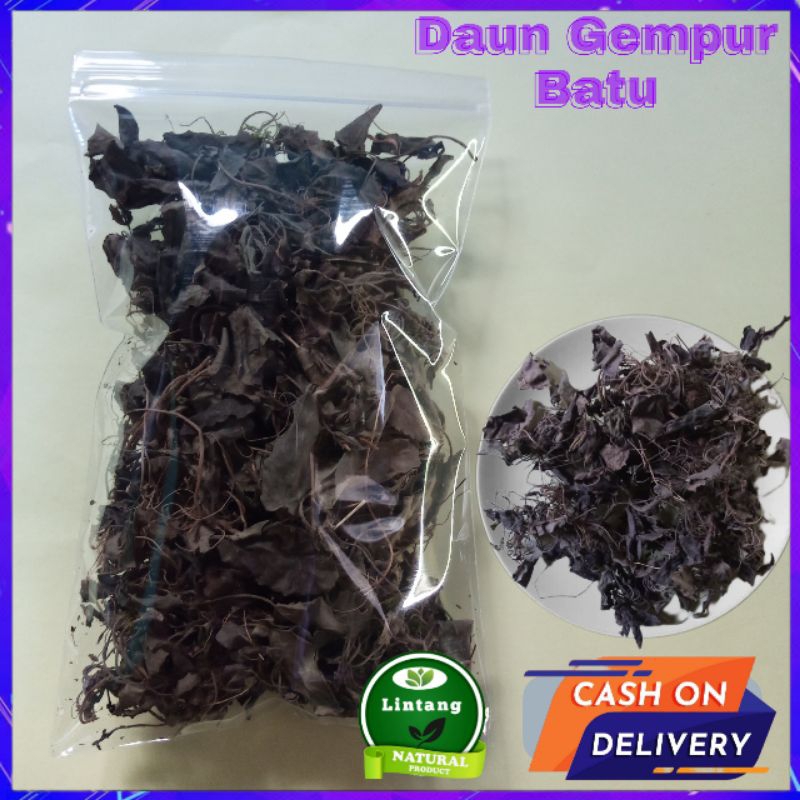 

Daun Gempur Batu Kering