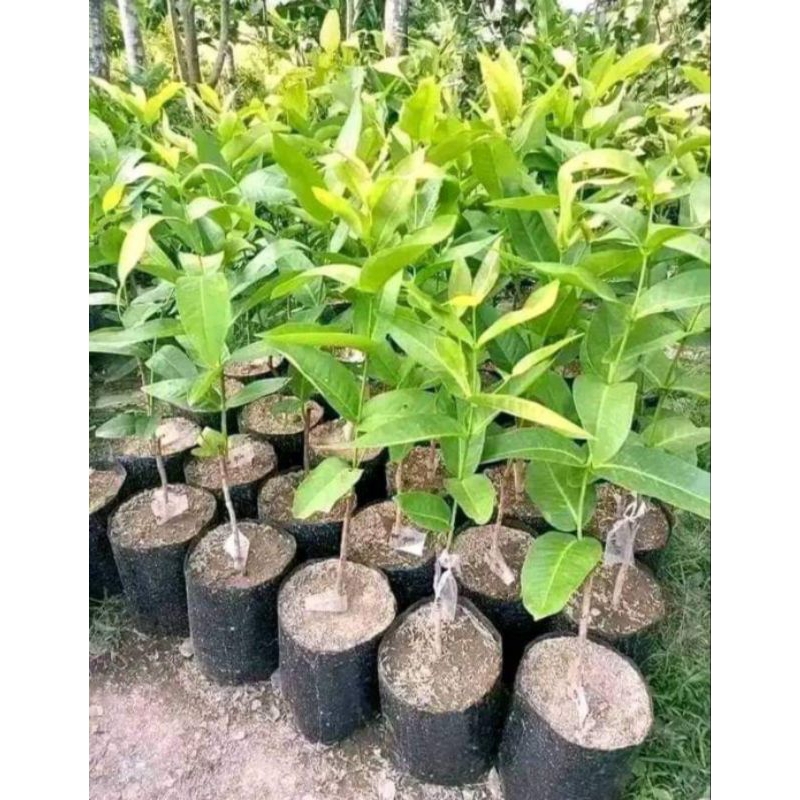 bibit jambu kiojok okulasi