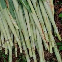 

TERBARU Terubuk turubuk terubus tebu endog tebu5