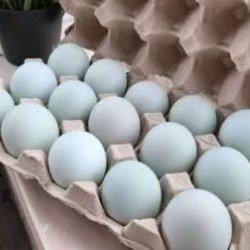 

Telur bebek kualitas super dan fresh