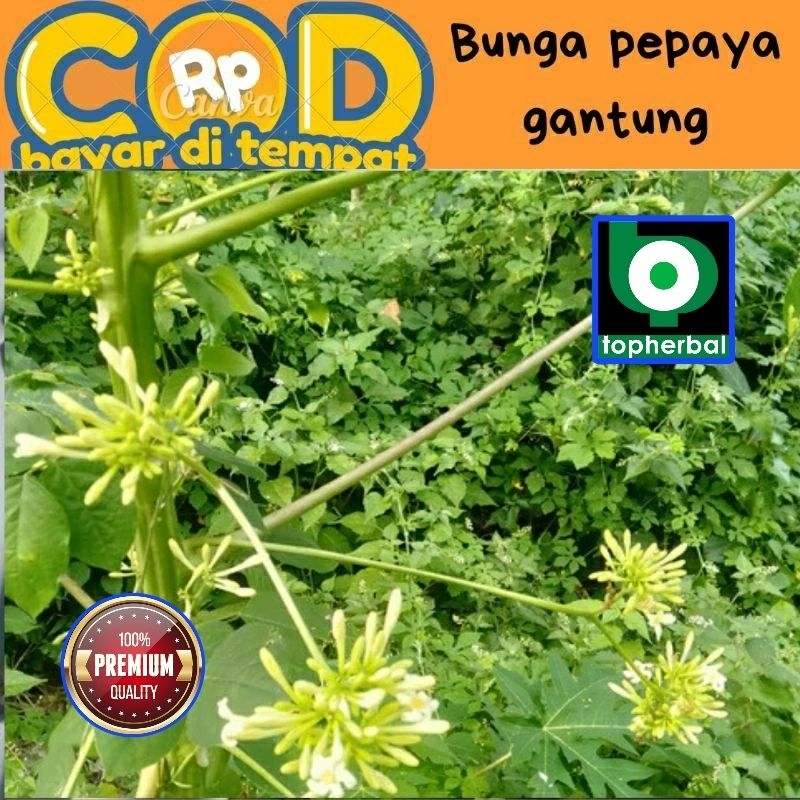 

Bunga Pepaya Gantung Segar/Fresh Organik 1000 Gram