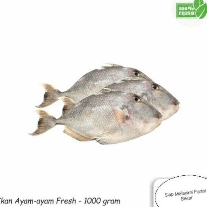 

DXZR7661 DiSkon Ikan AyamAyam Fresh 1Kg