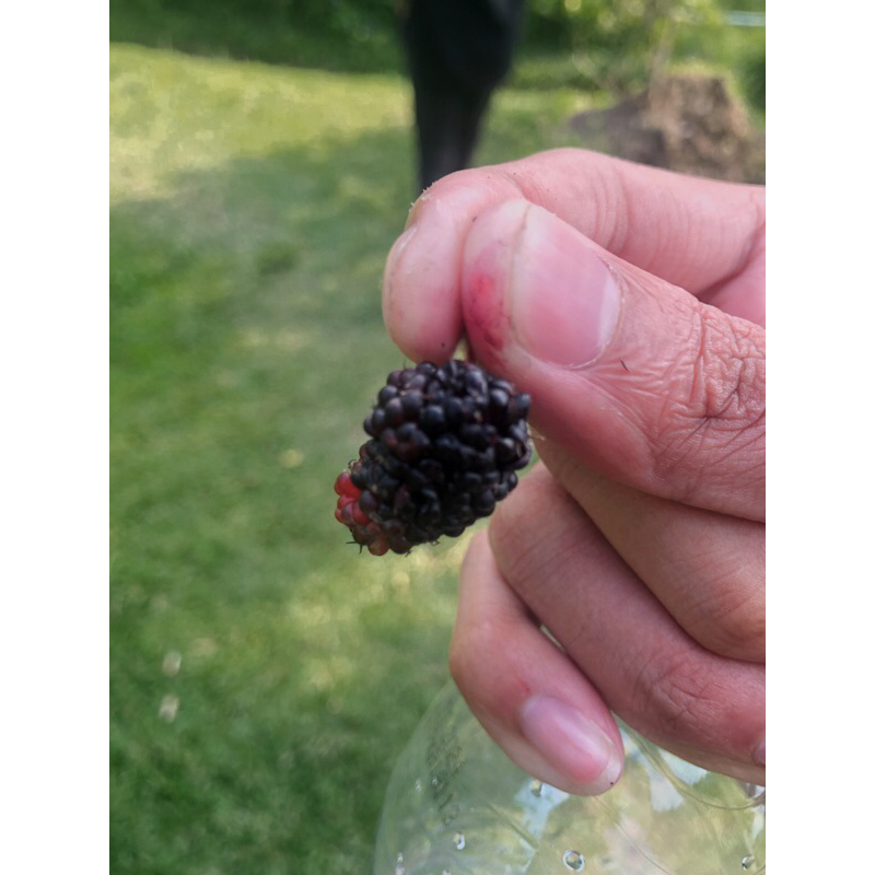 

Raspberry