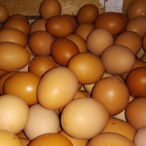 

SSWL5469 88 Telur Ayam Negeri fresh dari bogor