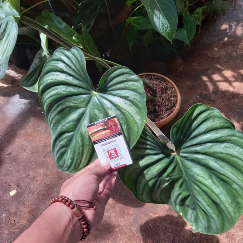 TANAMAN HIAS PHILODENDRON PLOWMANI/PHILO PLOWMANI