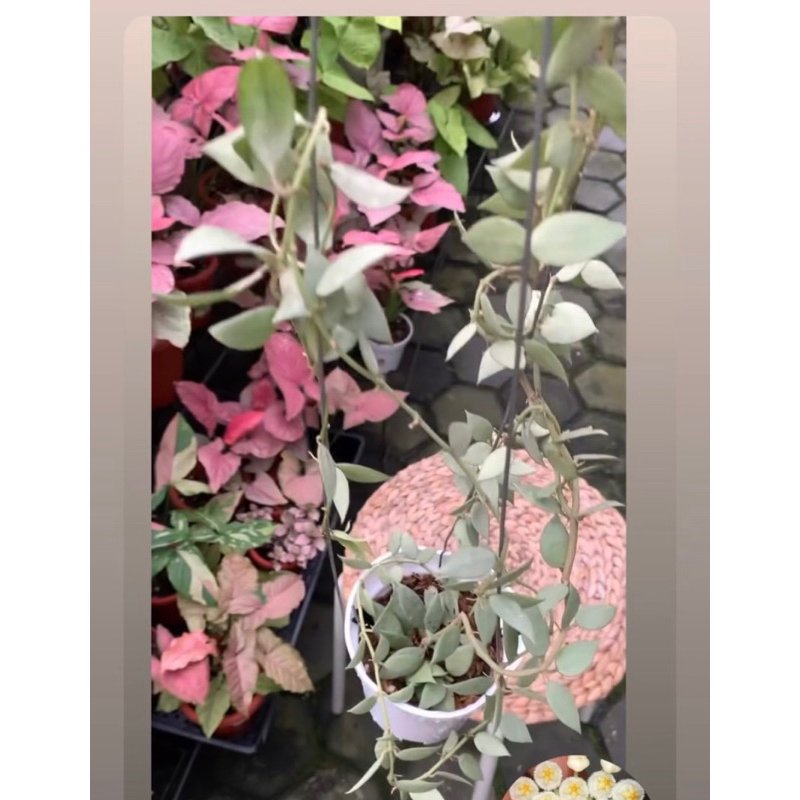 Hoya lacunosa silver (Pesanan Kak Fitri)