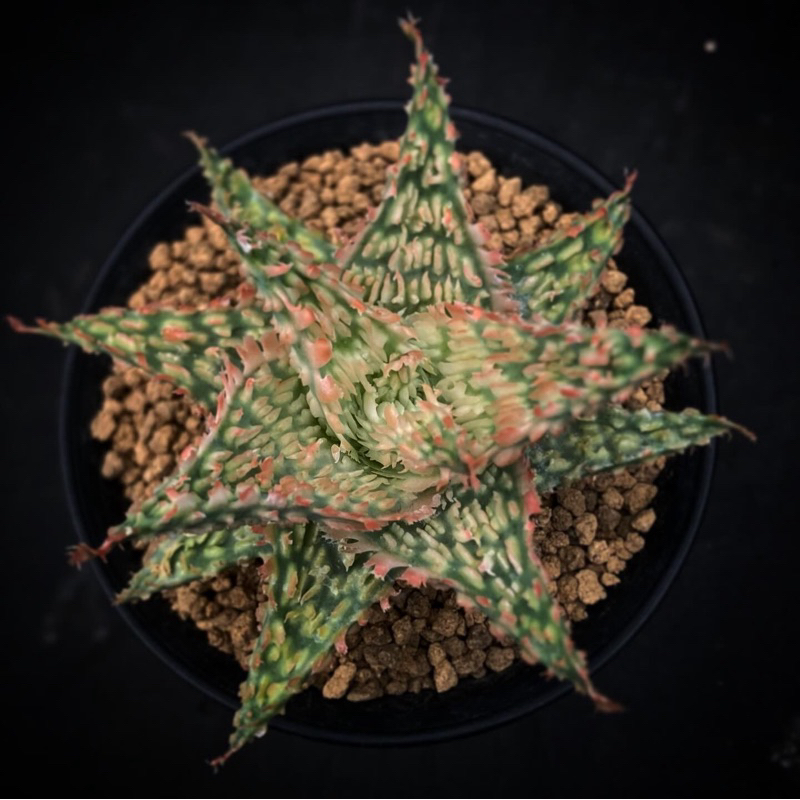 ALOE TCT Hybrid reddish apple