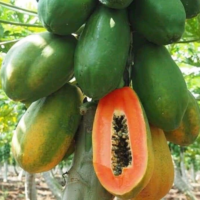 10 biji benih buah Pepaya Bangkok super