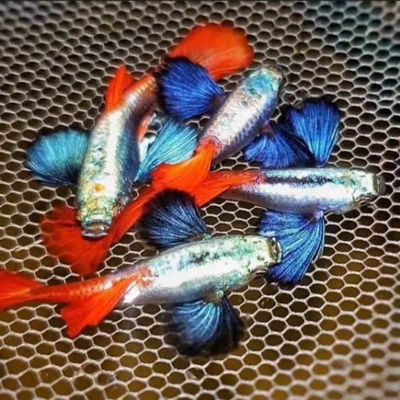 NEW GUPPY JENIS PLATINUM RED TAIL DUMBO EAR (PRTDE)KOI