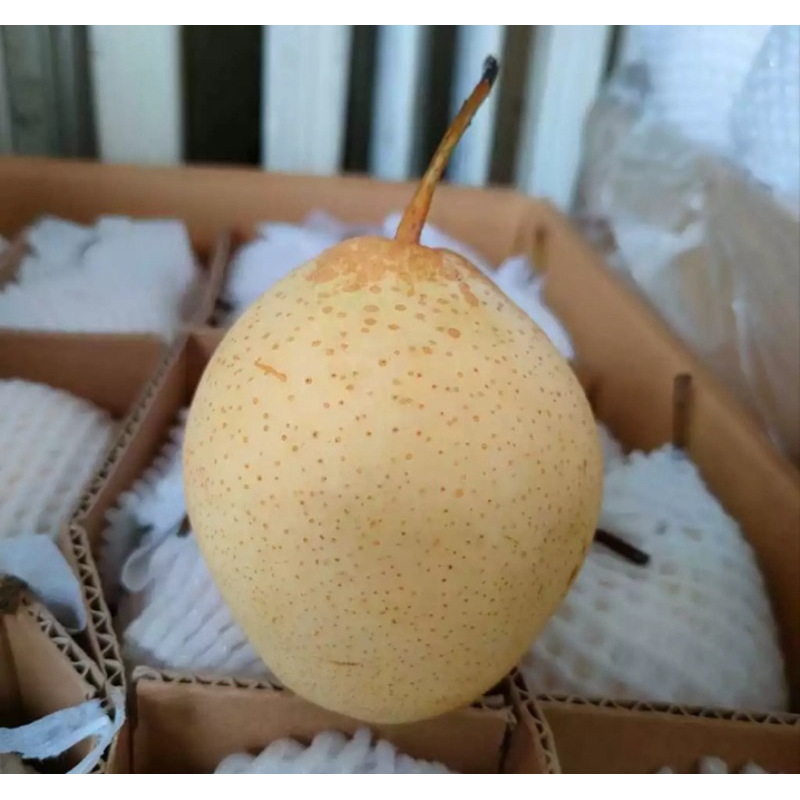 

1 KG Buah Pear Pir Yalie