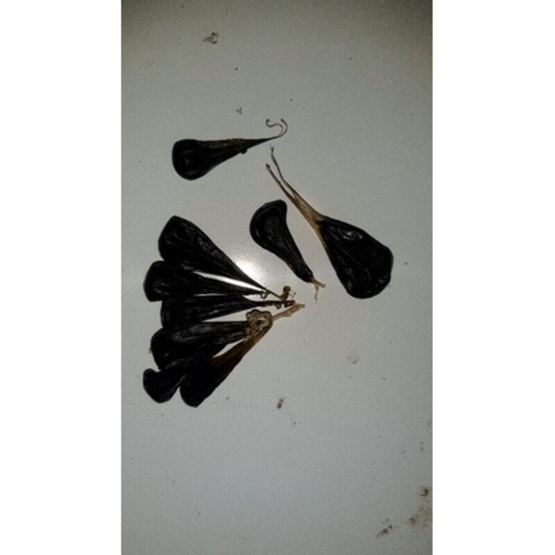 empedu biawak kering obat herbal