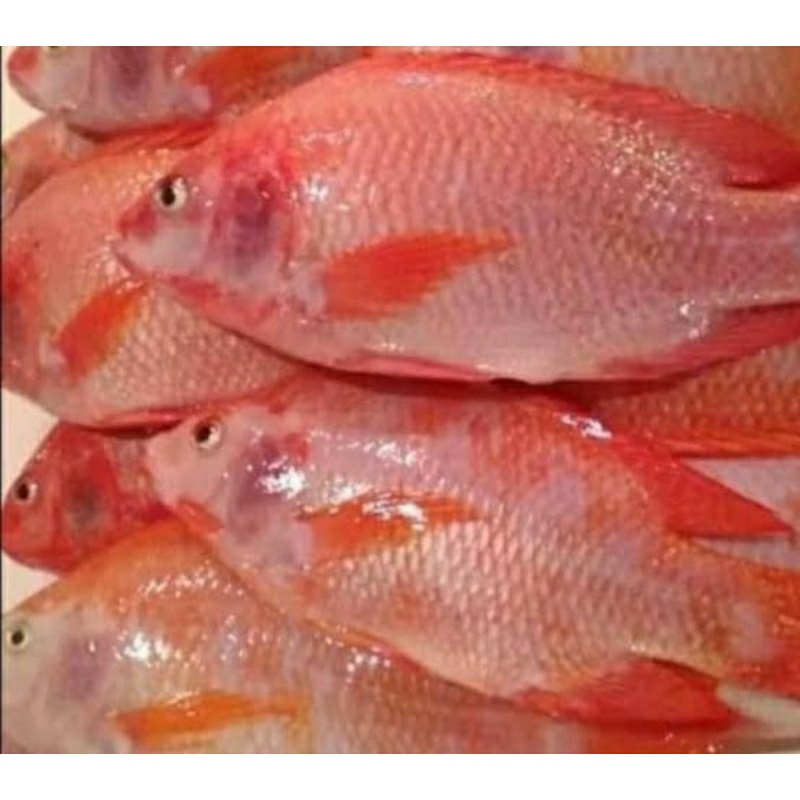 

ikan nila merah segar 1kg