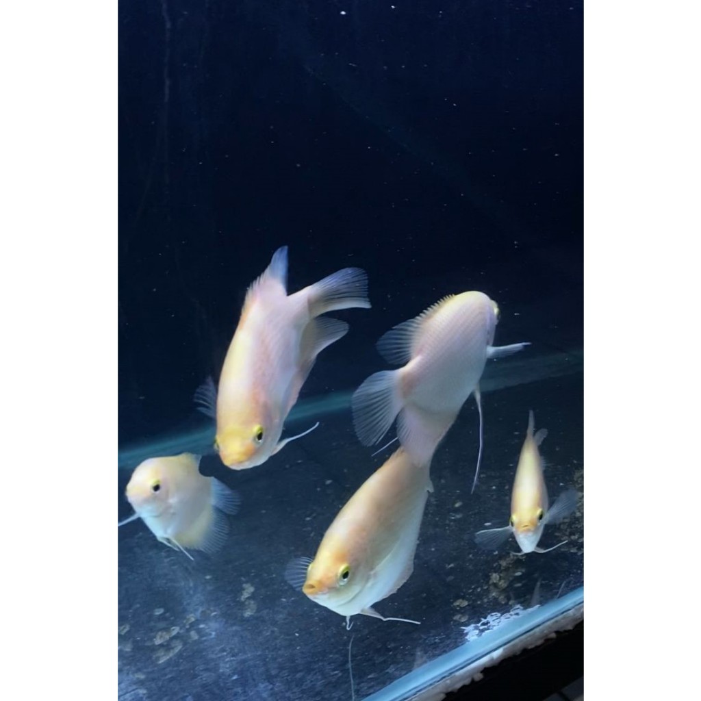 GURAME PADANG 3-4 JARI