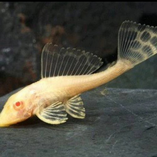 Sapu - Sapu Albino / Brushmouth / Pleco -+ 5Cm