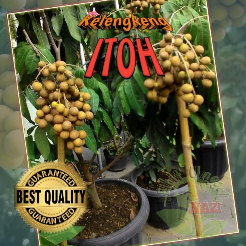 Bibit KELENGKENG ITOH Super bisa Tabulampot