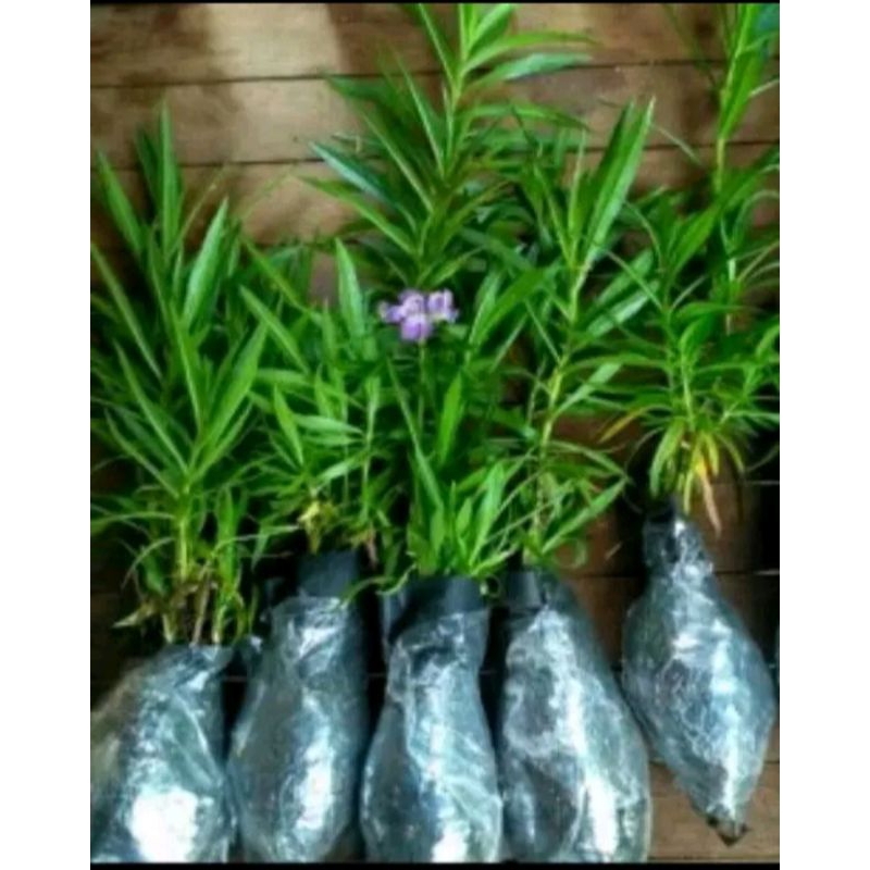 TANAMAN LAVENDER BUNGA LAVENDER BUNGA UNGGU