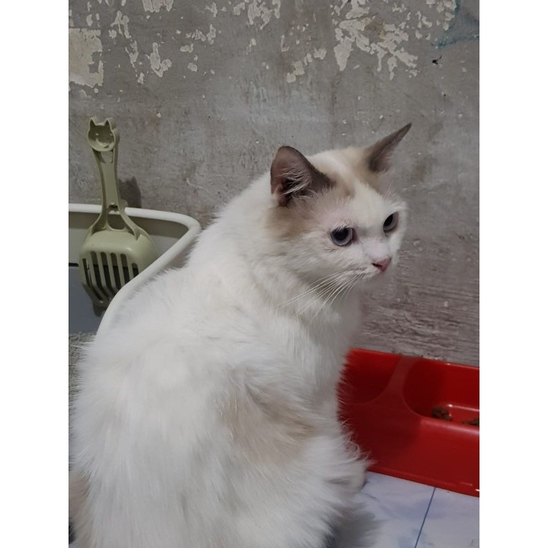 Kucing Himalaya Ragdoll