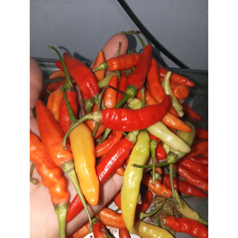 

CABE CAPLAK SEGAR 250GRAM