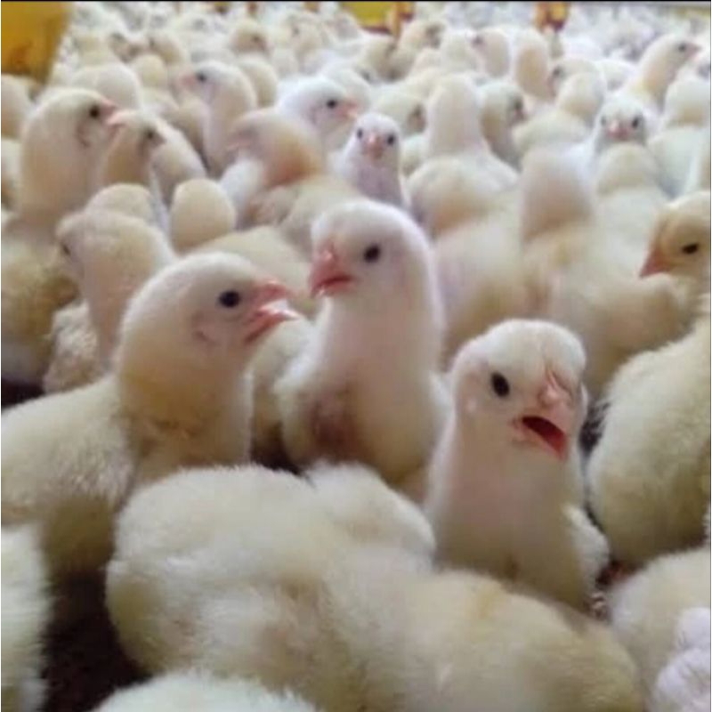 Doc ayam broiler - Bibit Ayam Broiler