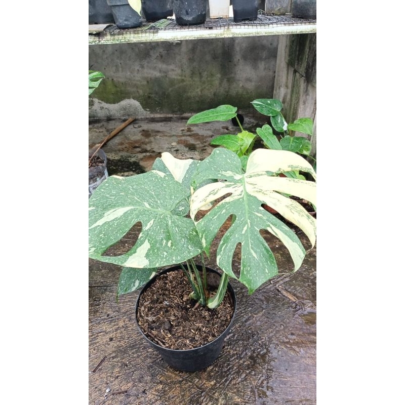 monstera constallation thai