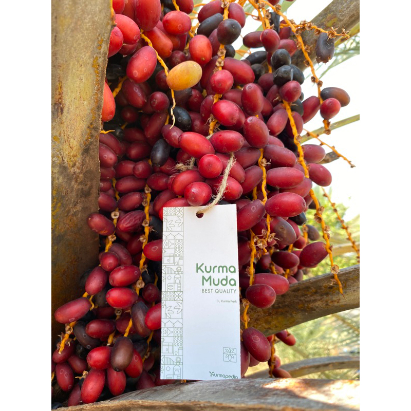 

KURMA MUDA MERAH (100% FRESH DAN BARU PETIK POHON)