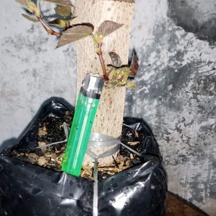 bahan bonsai stek batang waru merah berkarakter
