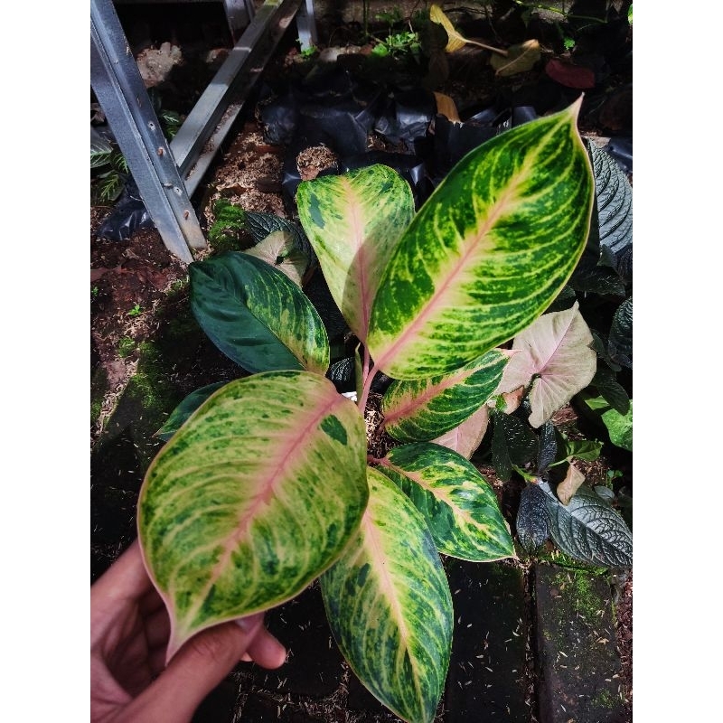 Aglonema obama tanian lokal