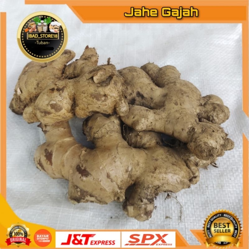 

Jahe Gajah Super Fresh 250gr