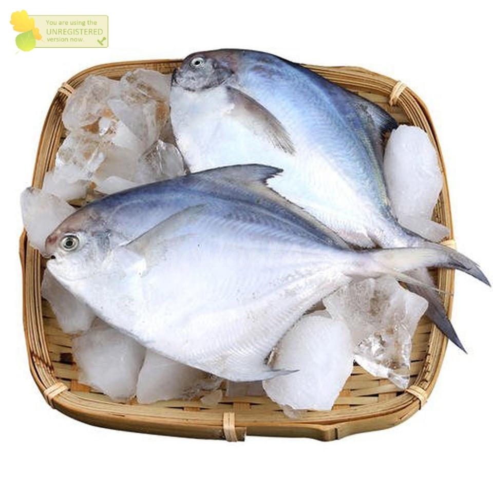 

Ikan Bawal Putih Segar Fresh Bawal Laut 1Kg