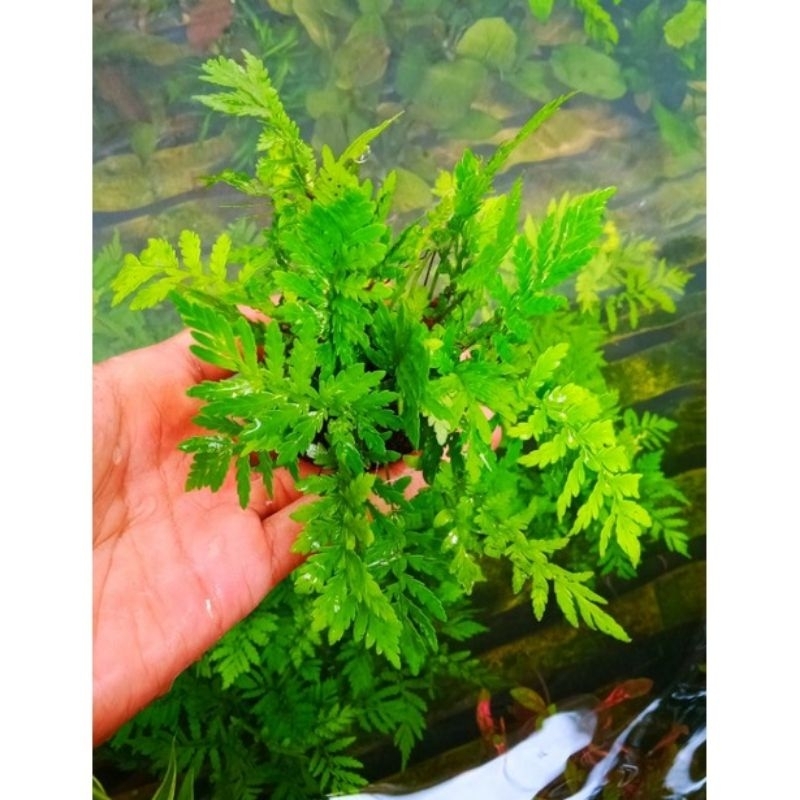 tanaman aquascape pakis rujug//pakis air media wabikusa