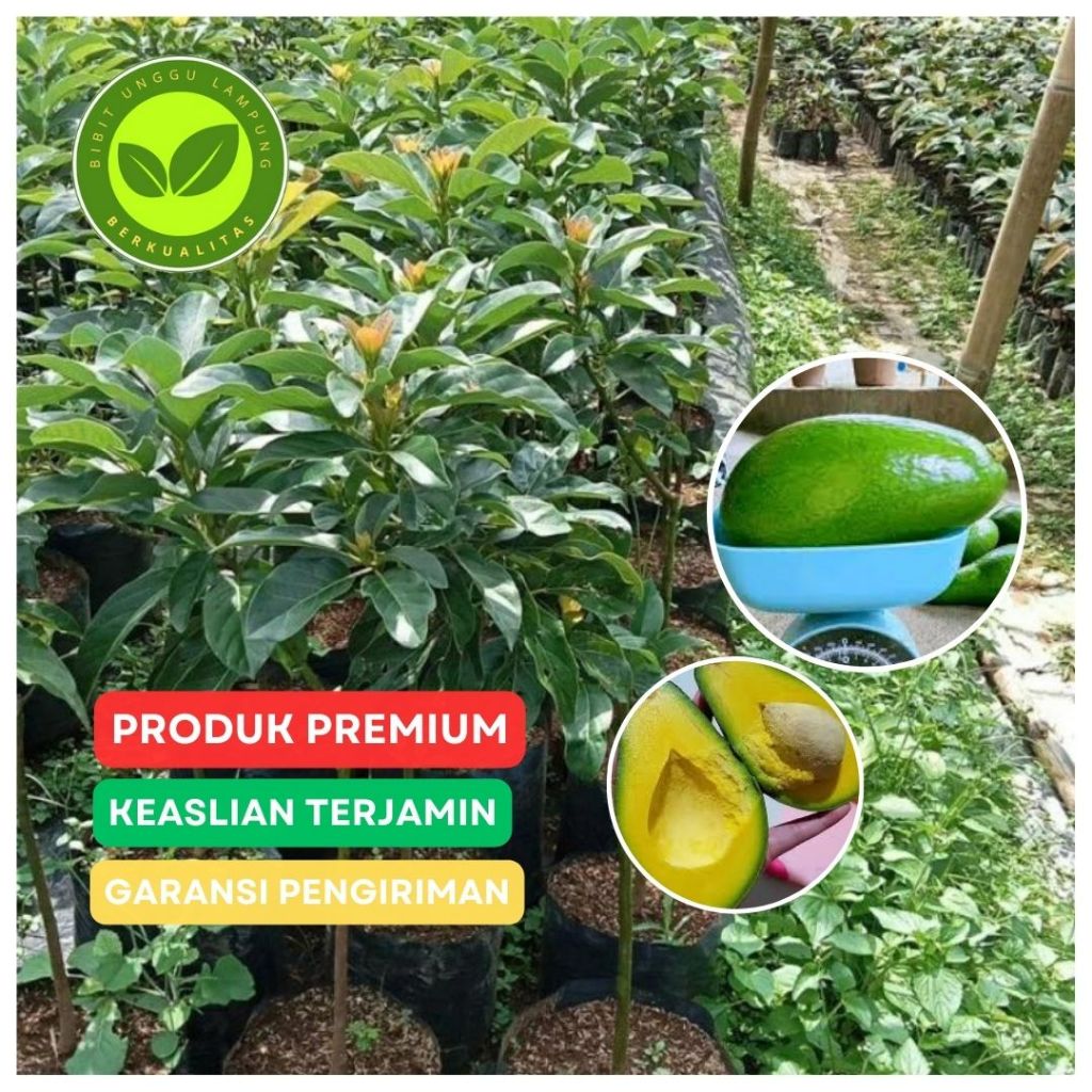 Bibit alpukat pluwang unggul 1 meter tanaman okulasi samcuk cepat berbuah