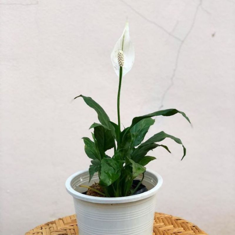 [ MURAH ] Tanaman hias sepatu filum - bunga sepatu filum