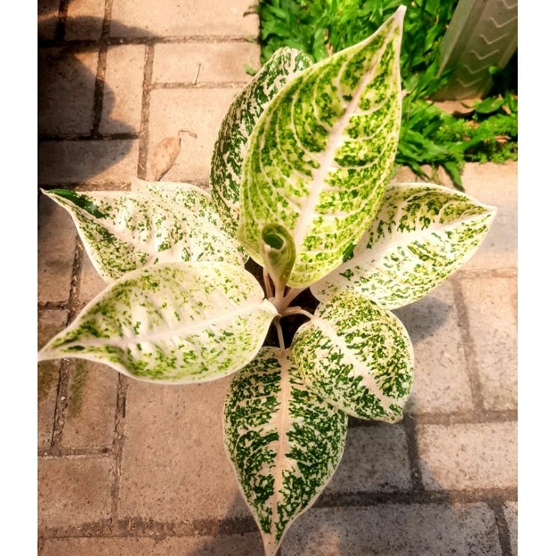 Aglonema Mutiara Alba Rare