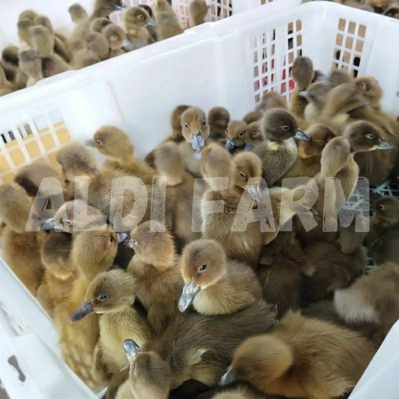 DOD LOKAL JANTAN / ANAK  BEBEK LEHER PANJANG