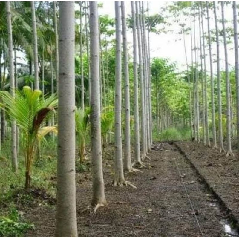 Tanaman pohon sengon