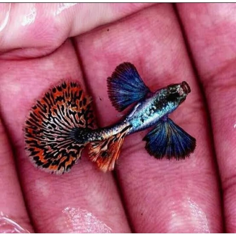 GARANSI DOA ikan hias guppy prembe platinum red mozaik big ear sepasang MURAH BAGUS HIASAN