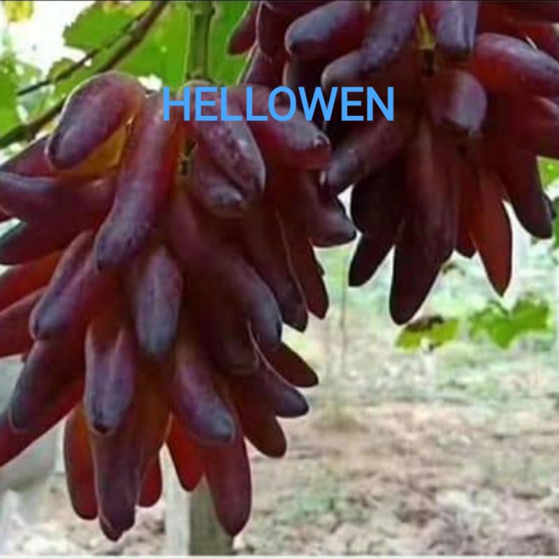 

Anggur import Heloween