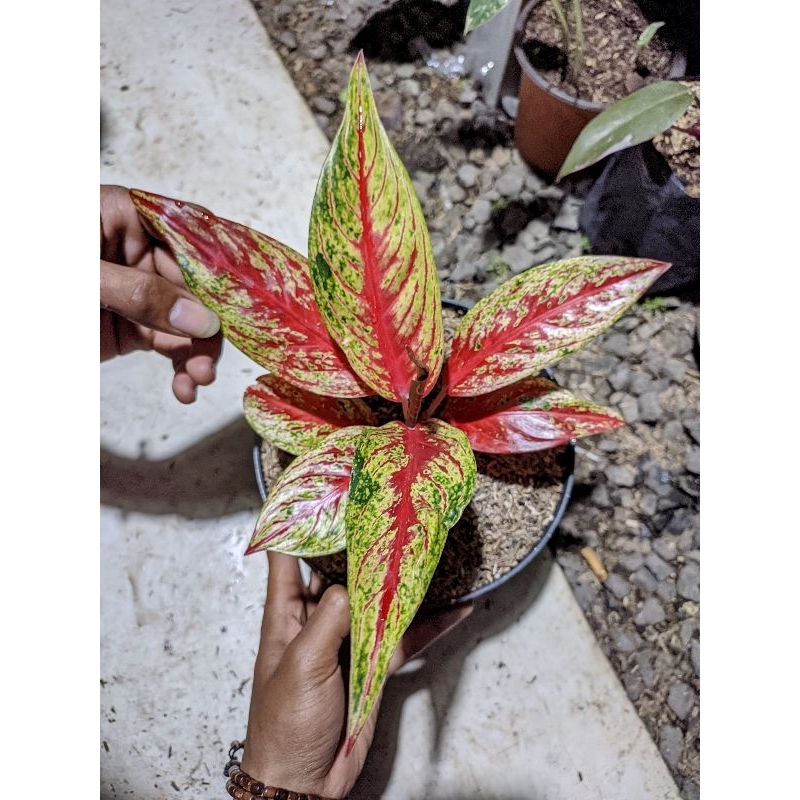 aglonema hot lady flaming