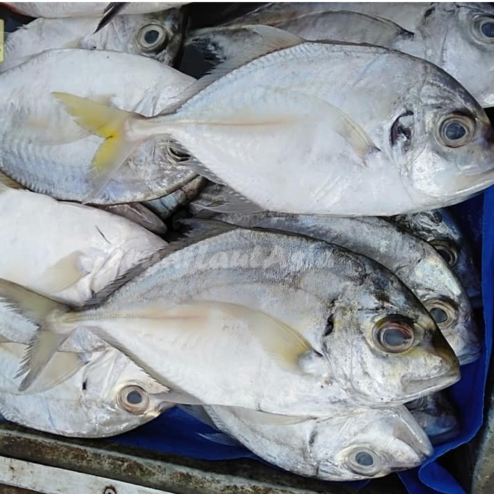 Ikan Kuwe Segar Ikan Kuwe Gepeng 1Kg