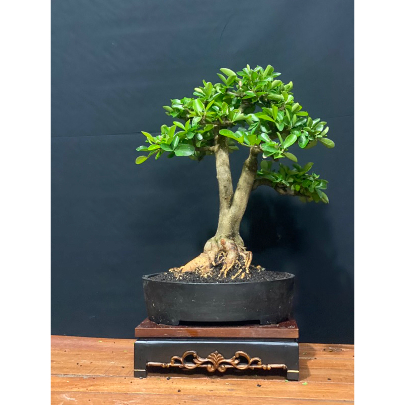 bonsai cerry barbados/ sianci jadi sudah tanpa kawat siap kontes